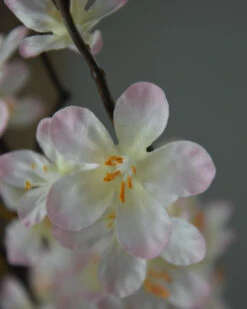 Appelbloesem Tak Zacht Roze 12 Appelbloesem Tak Zacht Roze -Bekend Decoratie Winkel appelbloesem tak zacht roze 1 2