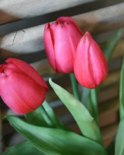 Bos Diep Roze Tulpen Real Touch, A 5 Stuks -Bekend Decoratie Winkel bos diep roze tulpen real touch a 5 stuks 4