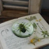 Botanische Insect Presse Papier Bij, Groot -Bekend Decoratie Winkel botanische insect presse papier bij groot