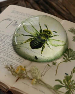 Botanische Insect Presse Papier Bij, Groot 12 Botanische Insect Presse Papier Bij, Groot -Bekend Decoratie Winkel botanische insect presse papier bij groot 2