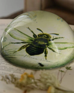Botanische Insect Presse Papier Bij, Groot 13 Botanische Insect Presse Papier Bij, Groot -Bekend Decoratie Winkel botanische insect presse papier bij groot 3