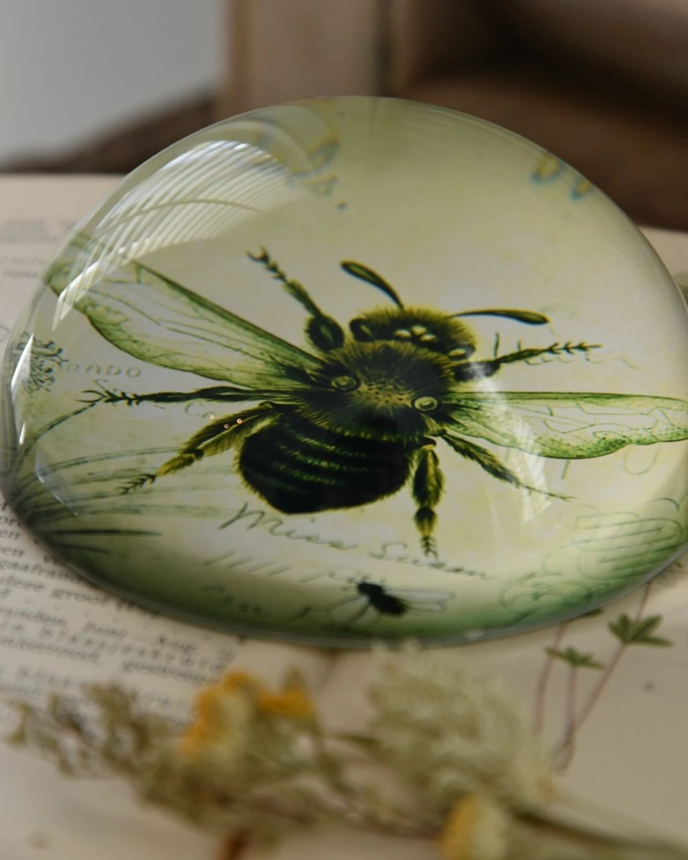 Botanische Insect Presse Papier Bij, Groot 6 Botanische Insect Presse Papier Bij, Groot - Afbeelding 4