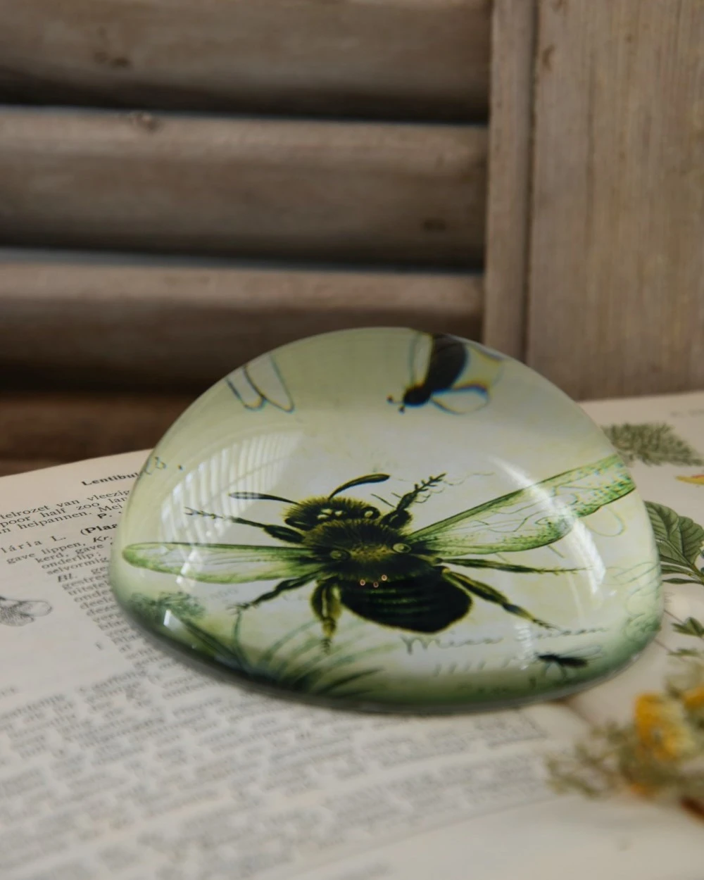 Botanische Insect Presse Papier Bij, Groot 7 Botanische Insect Presse Papier Bij, Groot - Afbeelding 5