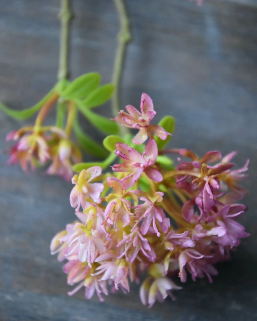 Bouvardia Bloesemtak In Roze, Brynxz 4 Bouvardia Bloesemtak In Roze, Brynxz - Afbeelding 2