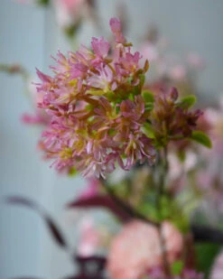 Bouvardia Bloesemtak In Roze, Brynxz 15 Bouvardia Bloesemtak In Roze, Brynxz -Bekend Decoratie Winkel bouvardia bloesemtak in roze brynxz 5