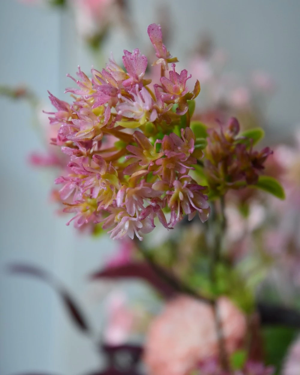 Bouvardia Bloesemtak In Roze, Brynxz 8 Bouvardia Bloesemtak In Roze, Brynxz - Afbeelding 6