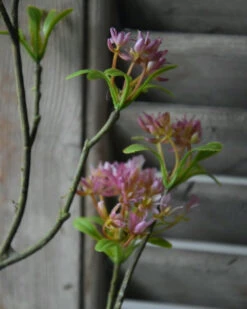Bouvardia Bloesemtak In Roze, Brynxz 16 Bouvardia Bloesemtak In Roze, Brynxz -Bekend Decoratie Winkel bouvardia bloesemtak in roze brynxz 6