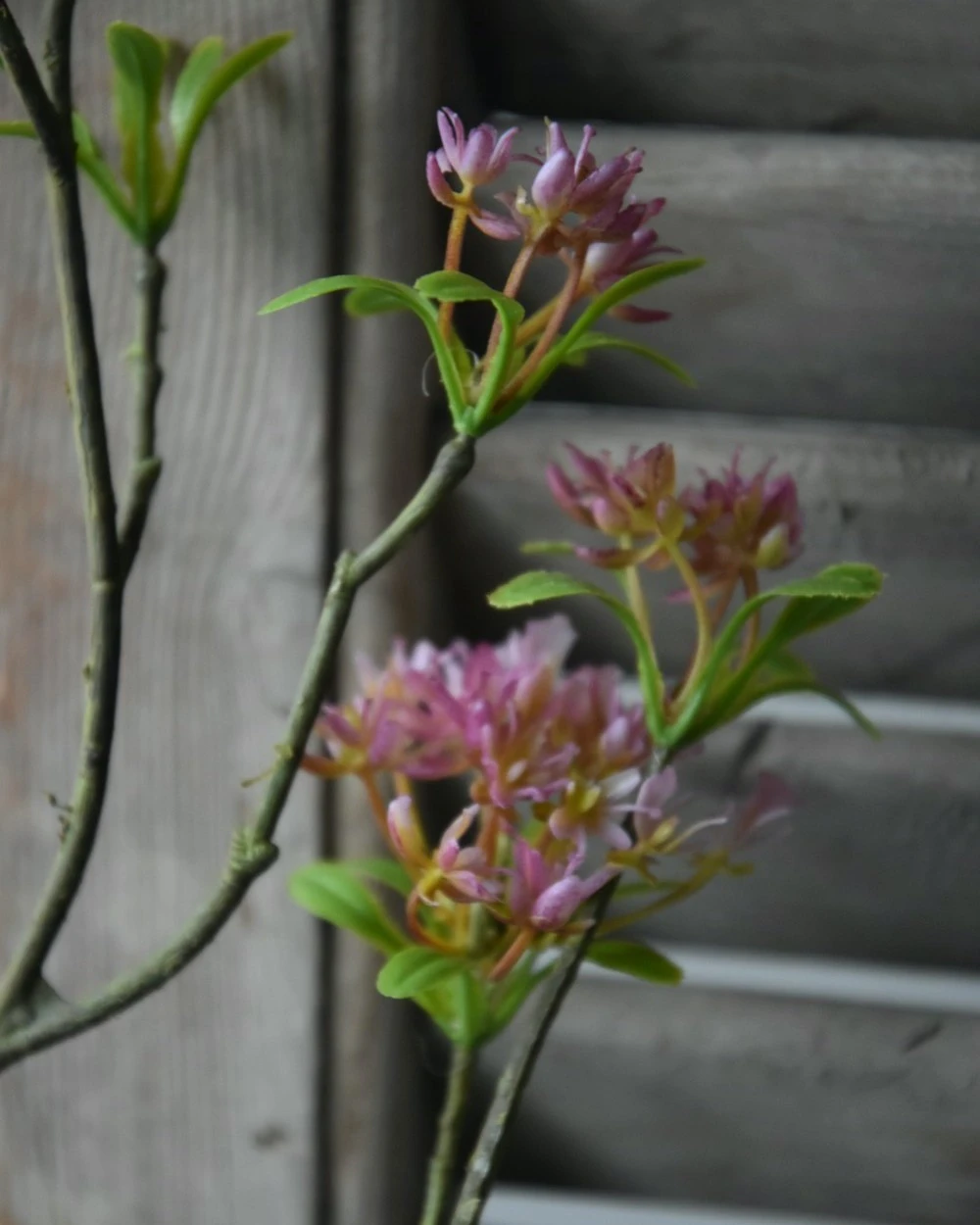 Bouvardia Bloesemtak In Roze, Brynxz 9 Bouvardia Bloesemtak In Roze, Brynxz - Afbeelding 7
