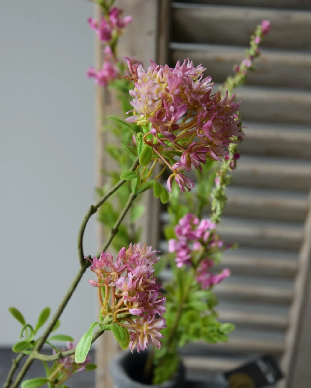 Bouvardia Bloesemtak In Roze, Brynxz 3 Bouvardia Bloesemtak In Roze, Brynxz