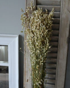 Gedroogde Briza Maxima Groot Trilgras -Bekend Decoratie Winkel briza maxima gedroogd groot trilgras 2