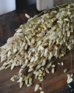 Gedroogde Briza Maxima Groot Trilgras