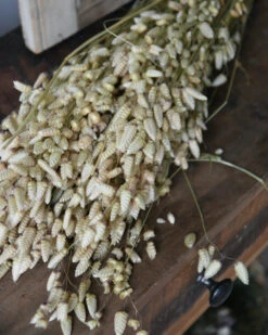 Gedroogde Briza Maxima Groot Trilgras -Bekend Decoratie Winkel briza maxima gedroogd groot trilgras 3