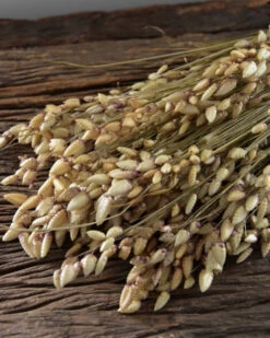 Gedroogde Briza Maxima Groot Trilgras -Bekend Decoratie Winkel briza maxima gedroogd groot trilgras 7