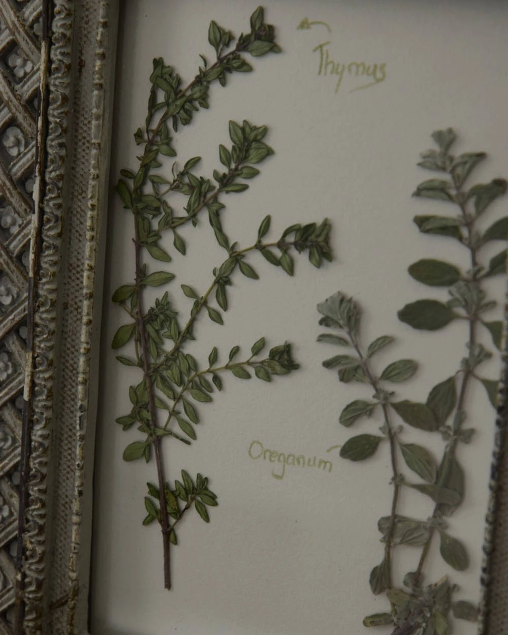 Brocante Lijstje Met Geperst Kruiden 3 Brocante Lijstje Met Geperst Kruiden - Afbeelding 2