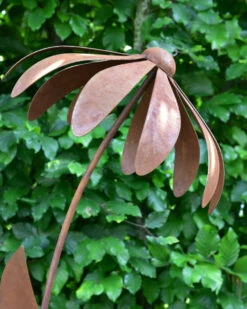 Echinacea Tuinsteker -Bekend Decoratie Winkel echinacea tuinsteker 1 5