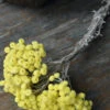 Fijne Gele Helichrysum Immortelle -Bekend Decoratie Winkel fijne gele helichrysum immortelle