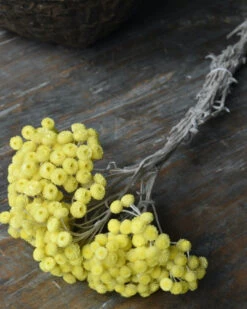 Bekend Decoratie Winkel 13 Fijne Gele Helichrysum Immortelle