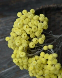 Bekend Decoratie Winkel -Bekend Decoratie Winkel fijne gele helichrysum immortelle 1 1