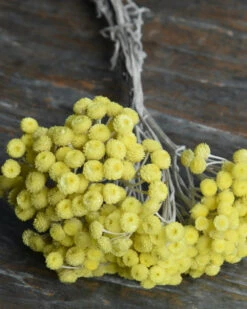 Fijne Gele Helichrysum Immortelle -Bekend Decoratie Winkel fijne gele helichrysum immortelle 1 2