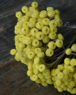 Fijne Gele Helichrysum Immortelle -Bekend Decoratie Winkel fijne gele helichrysum immortelle 1 3