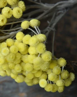 Fijne Gele Helichrysum Immortelle -Bekend Decoratie Winkel fijne gele helichrysum immortelle 1 4
