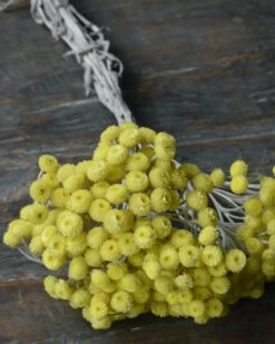 Fijne Gele Helichrysum Immortelle -Bekend Decoratie Winkel fijne gele helichrysum immortelle 1 5