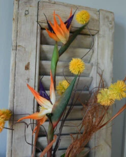 Fles Boeket Met Real Touch Strelitzia's, Paradijsvogelbloem 15 Fles Boeket Met Real Touch Strelitzia's, Paradijsvogelbloem -Bekend Decoratie Winkel fles boeket met real touch strelitzia s paradijsvogelbloem 6