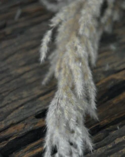 Bekend Decoratie Winkel -Bekend Decoratie Winkel gedroogd pampas gras bos 8 stuks 1