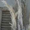 Gedroogd Pampas Gras, Bos Van 8 Stelen 1 Gedroogd Pampas Gras, Bos Van 8 Stelen -Bekend Decoratie Winkel gedroogd pampas gras bos 8 stuks