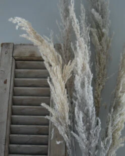 Gedroogd Pampas Gras, Bos Van 8 Stelen -Bekend Decoratie Winkel gedroogd pampas gras bos 8 stuks 2