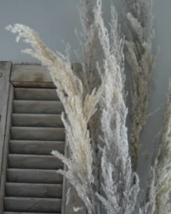 Bekend Decoratie Winkel 7 Gedroogd Pampas Gras, Bos Van 8 Stelen