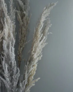 Gedroogd Pampas Gras, Bos Van 8 Stelen -Bekend Decoratie Winkel gedroogd pampas gras bos 8 stuks 4