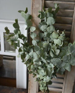 Bekend Decoratie Winkel -Bekend Decoratie Winkel gedroogde eucalyptus cinerea 1