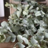 Gedroogde Eucalyptus Cinerea 1 Gedroogde Eucalyptus Cinerea -Bekend Decoratie Winkel gedroogde eucalyptus cinerea