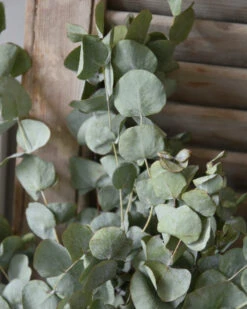 Gedroogde Eucalyptus Cinerea 10 Gedroogde Eucalyptus Cinerea -Bekend Decoratie Winkel gedroogde eucalyptus cinerea 2