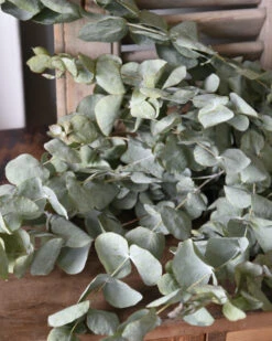 Bekend Decoratie Winkel 19 Gedroogde Eucalyptus Cinerea
