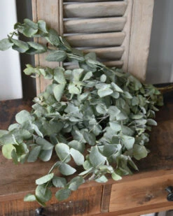 Gedroogde Eucalyptus Cinerea 11 Gedroogde Eucalyptus Cinerea -Bekend Decoratie Winkel gedroogde eucalyptus cinerea 3