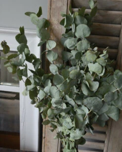 Gedroogde Eucalyptus Cinerea 12 Gedroogde Eucalyptus Cinerea -Bekend Decoratie Winkel gedroogde eucalyptus cinerea 4