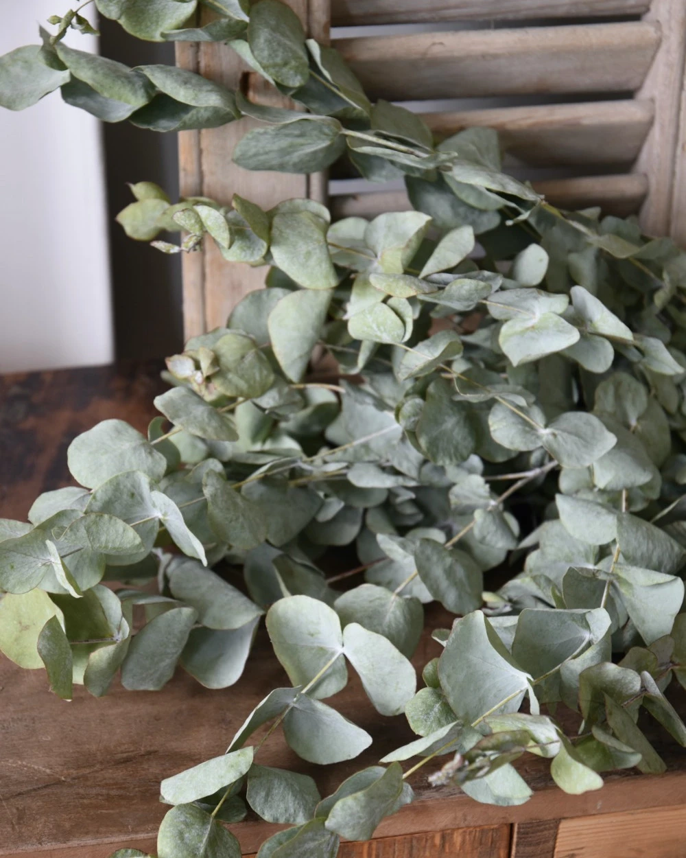 Gedroogde Eucalyptus Cinerea 8 Gedroogde Eucalyptus Cinerea - Afbeelding 6