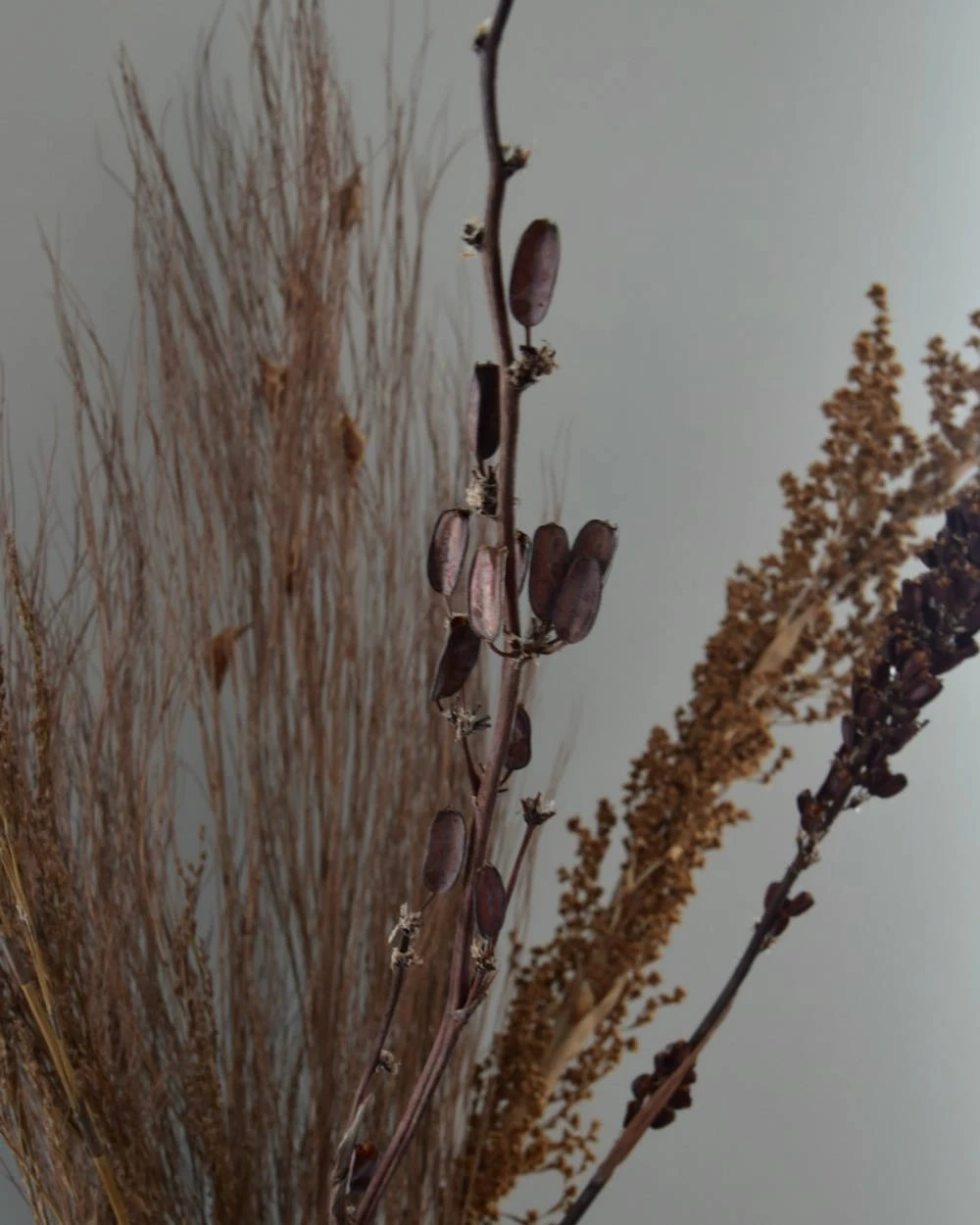 Gedroogde Gemengde Grassen En Zaaddozen 8 Gedroogde Gemengde Grassen En Zaaddozen - Afbeelding 6