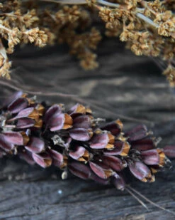 Gedroogde Gemengde Grassen En Zaaddozen 16 Gedroogde Gemengde Grassen En Zaaddozen -Bekend Decoratie Winkel gedroogde gemengde grassen en zaaddozen 6