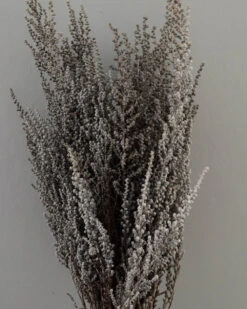 Gedroogde Gepreserveerde Stoebe Pluim -Bekend Decoratie Winkel gedroogde gepreserveerde stoebe pluim 4