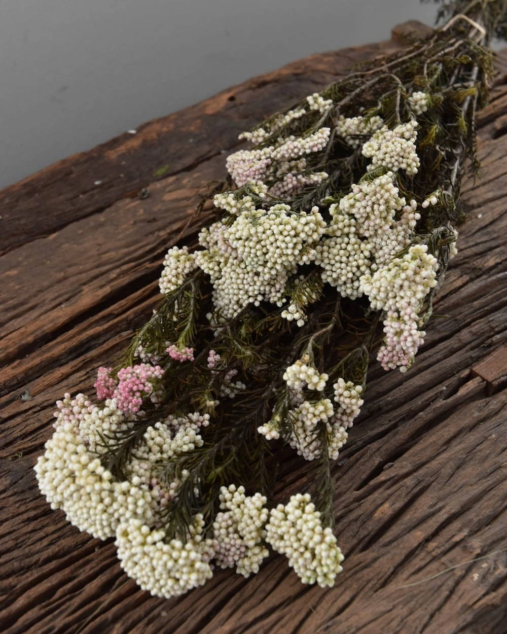 Gedroogde Rice Flower 4 Gedroogde Rice Flower - Afbeelding 2