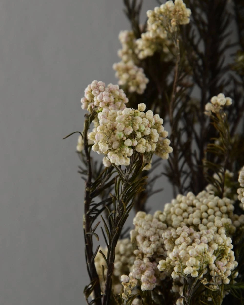 Gedroogde Rice Flower 6 Gedroogde Rice Flower - Afbeelding 4