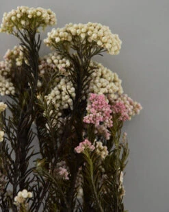 Gedroogde Rice Flower 12 Gedroogde Rice Flower -Bekend Decoratie Winkel gedroogde rice flower 4