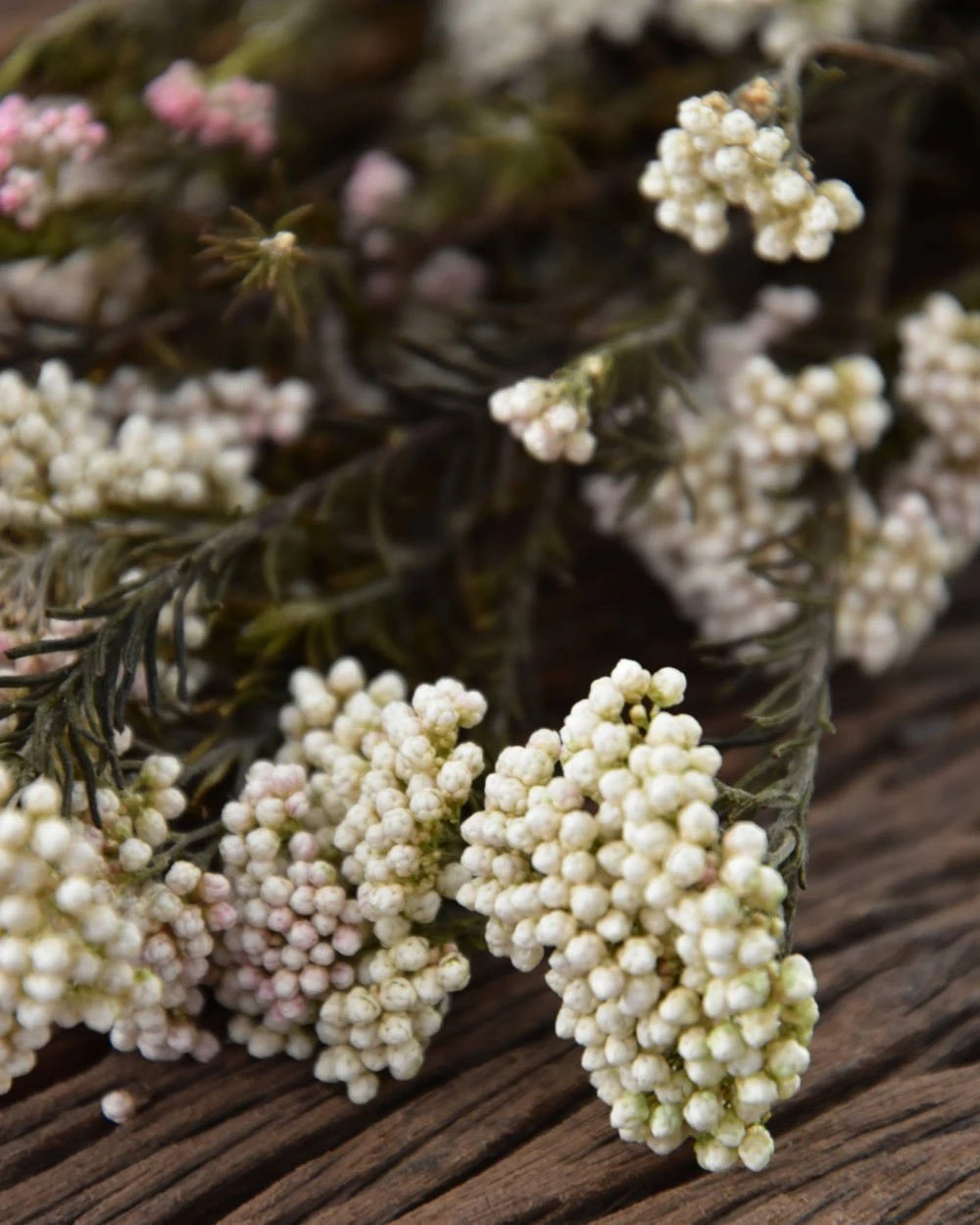 Gedroogde Rice Flower 3 Gedroogde Rice Flower