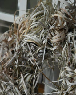 Gedroogde Tiririca Cyperus Gras Krans Stone Washed 11 Gedroogde Tiririca Cyperus Gras Krans Stone Washed -Bekend Decoratie Winkel gedroogde tiririca cyperus gras krans stone washed 3