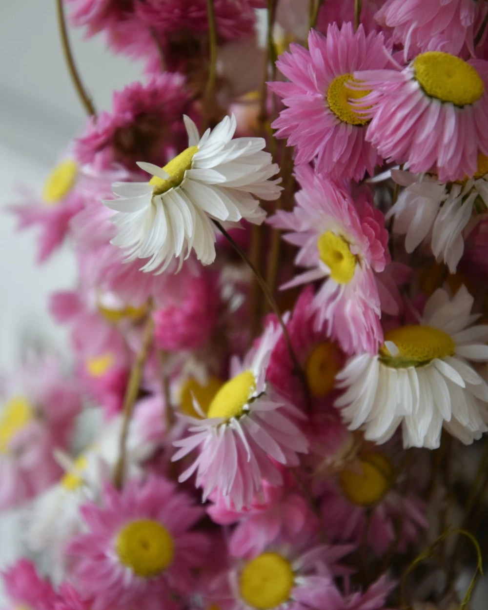 Gemengde Acroclinium Droogbloemen In Wit En Roze 4 Gemengde Acroclinium Droogbloemen In Wit En Roze - Afbeelding 2