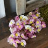 Gemengde Acroclinium Droogbloemen In Wit En Roze 1 Gemengde Acroclinium Droogbloemen In Wit En Roze -Bekend Decoratie Winkel gemengde acroclinium droogbloemen in wit en roze