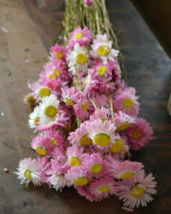 Gemengde Acroclinium Droogbloemen In Wit En Roze 11 Gemengde Acroclinium Droogbloemen In Wit En Roze -Bekend Decoratie Winkel gemengde acroclinium droogbloemen in wit en roze 2